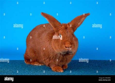 Rabbit, Red New Zealand rabbit, Red New Zealand, animals, mammals, mammals, rodents, rodents ...