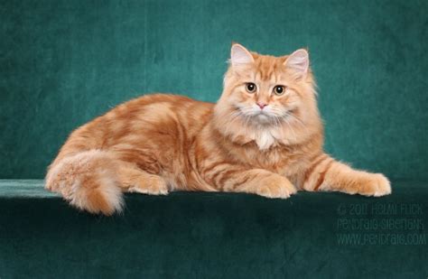 15+ Ginger Norwegian Forest Cat Orange - Furry Kittens