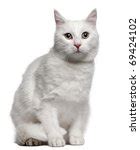White Cat Sitting Free Stock Photo - Public Domain Pictures