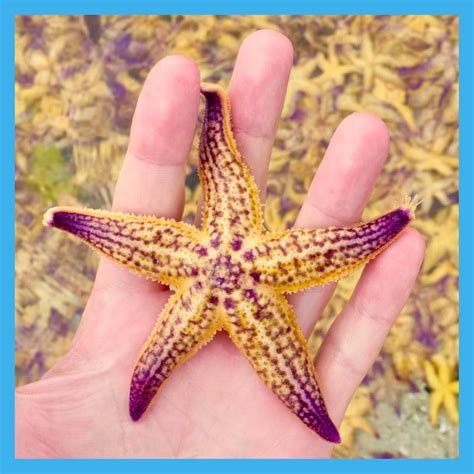 Northern Pacific Seastar – Tauranga Moana Biosecurity Capital Incorporated