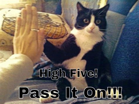 Pin by Have Moxie On Me on Moxie's Humor & Madness | Cats, High five ...