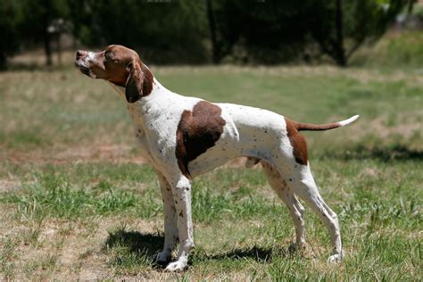 10 Best Pointer Dog Names