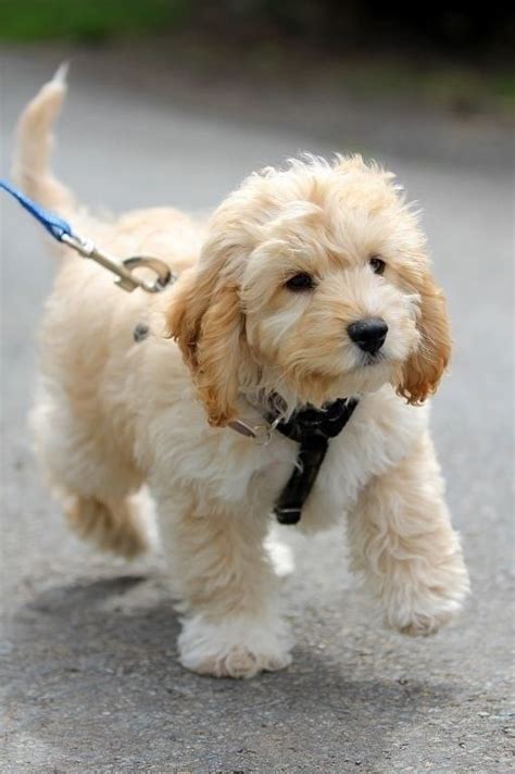 Cute puppy and dog: Cavapoo (Cavalier King Charles Spaniel and Poodle mix) AAAAAHHHHHHH!!!!!!!!.