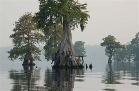 Smell of Smoke Caused by Great Dismal Swamp Fire | Dundalk, MD Patch