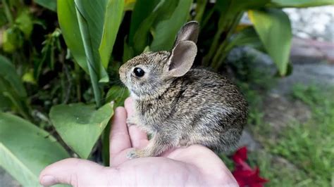 Robust Cottontail Rabbit Care Sheet | Here Bunny