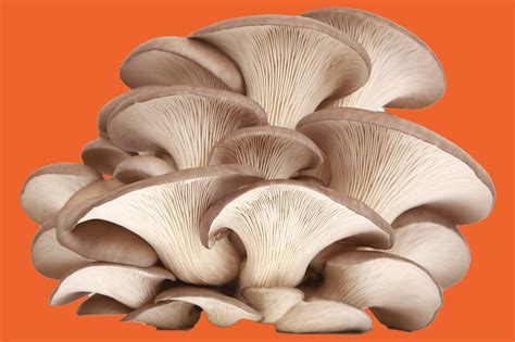 14 Types of Mushrooms and their Uses | Epicurious