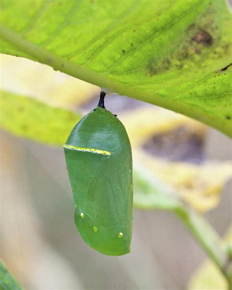 Monarch Chrysalis Photograph by Lisa Heishman - Pixels