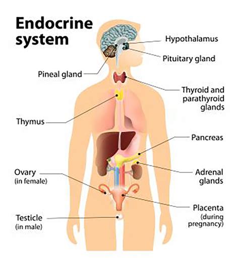 Hormone disruptor exposure | FunctionalMedicine | Coast Clinic Hove