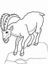 Boer Goat Coloring Pages At GetDrawings  Free Download sketch template