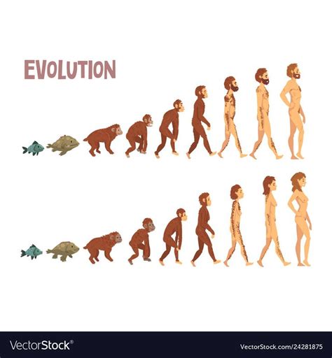 Biology Human Evolution Stages, Evolutionary Process of Man and Woman Vector Illustration on ...
