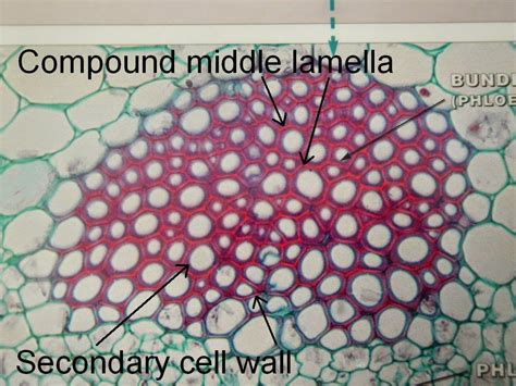 Bio Geo Nerd: Plant Cell Wall Lab