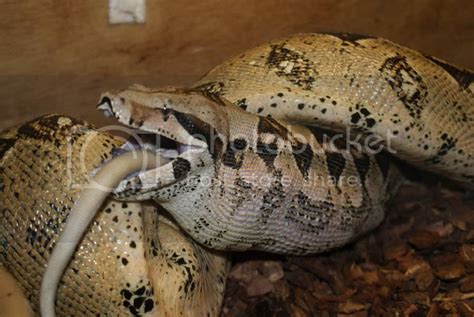 Female Boa Constrictor Feeding (Pictures and link to video) - Reptile Forums