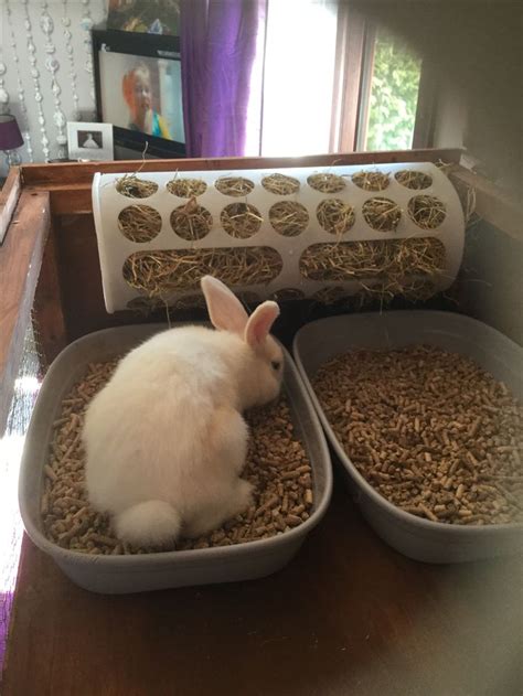 Rabbit litter tray and hay feeder diy ikea | Pet bunny rabbits, Rabbit litter, Rabbit litter box