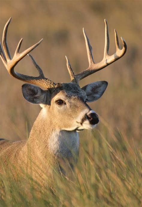 Laguna Atascosa National Wildlife Refuge in 2024 | National wildlife ...