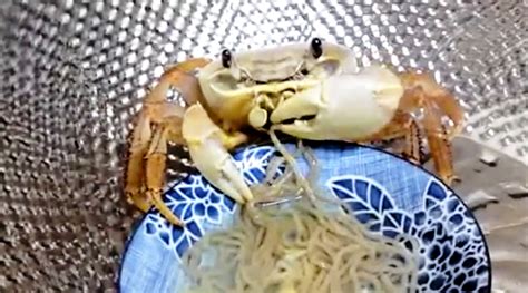 ASMR Videos of Hungry Crab Meticulously Eating Food