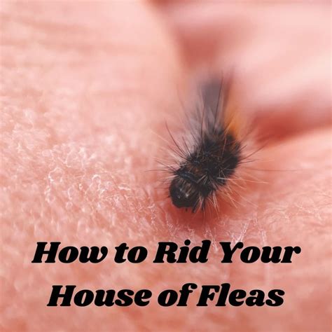 How To Rid A Flea Infestation In Your Home | www.resnooze.com