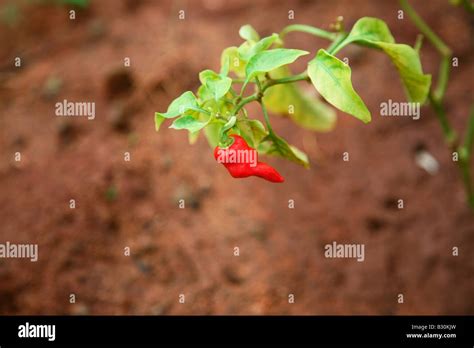 Red chilli plant Stock Photo - Alamy