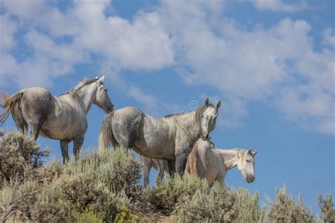 Wild Horses in Colorado in Summer Stock Photo - Image of outdoors, horses: 165561640