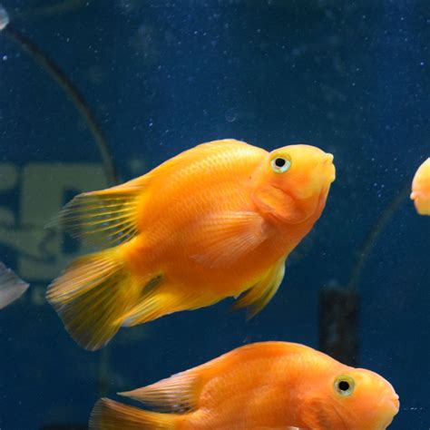 Red Blood Parrot Medium-Large - Aquarium Fish Depot