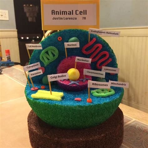 Plant Cell Project Models, 3d Animal Cell Project, 3d Animal Cell Model ...