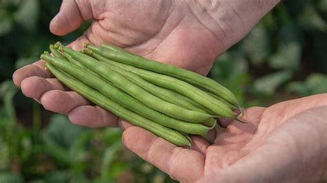 The Best Green Bean Varieties You'll Want To Grow - Growing Produce