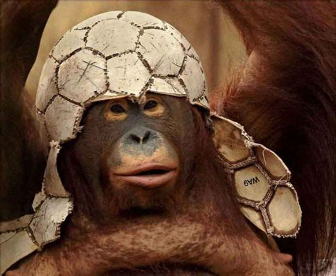 Footballing monkey | Monkeys funny, Funny monkey pictures, Animal pictures