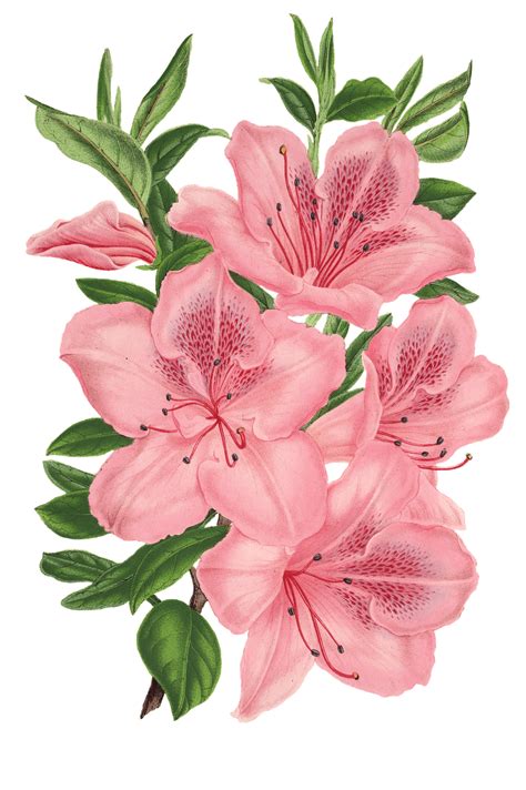 Pink Bunch Of Flowers Drawing transparent PNG - StickPNG