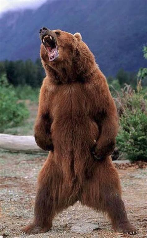 Kodiak bear (Ursus arctos middendorffi) threat display. Standing fully upright, a large male ...