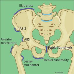 ASIS of the hip - Google Search | Sports medicine, Body health, Pilates ...