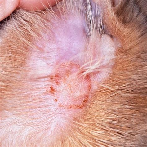8 Skin Infections in Cats [With Pictures] & Vet Advice - Cat-World