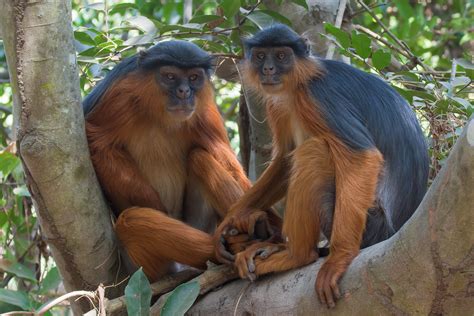 Lovely Western Red Colobus Monkey couple holding hands | Flickr