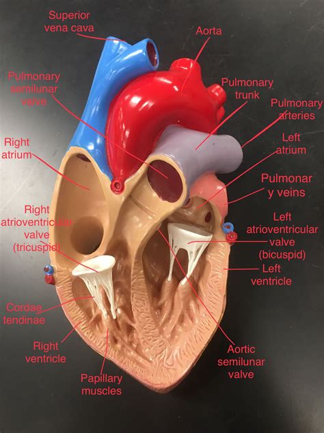 Heart Model Anatomy Labeled - calorie