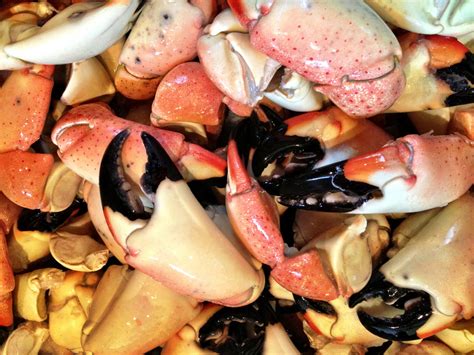 Florida stone crab season off to a slow start