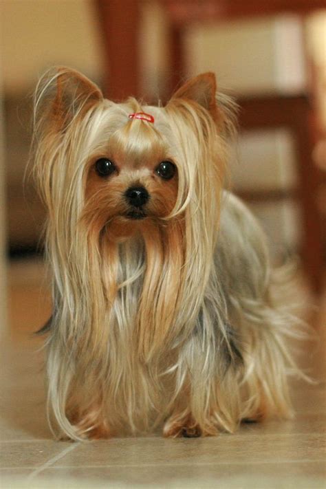 86 Awesome Puppy Haircut For Yorkie - Haircut Trends