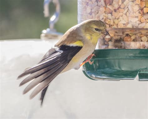 American Goldfinch - FeederWatch