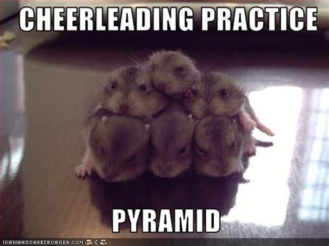 hamsters cheering me up~ Animal Captions, Funny Animals With Captions ...