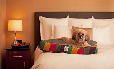 Looks like a loyal Hyatt pet enjoying his hotel amenities. Click here for our pet policy. # ...