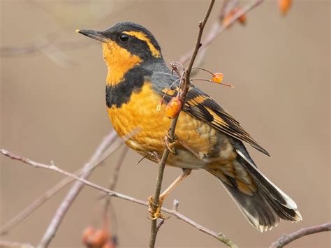 40 beautiful images of Varied Thrush: endemic to western North America ...