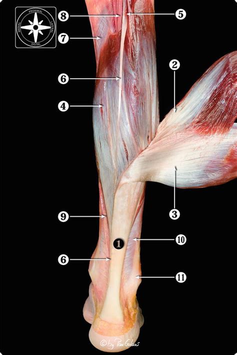 Achilles Tendon Anatomy Diagram