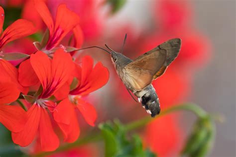 Hummingbird Hawk Moth And Hummingbird