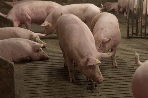 Chinese Pig Breeding Giant Upbeat on Achieving Annual Sales Target