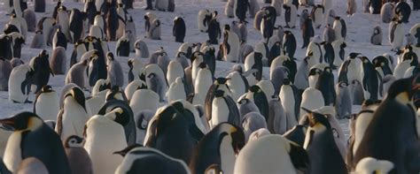 March of the Penguins 2: The Next Step (2017) YIFY - Download Movie ...