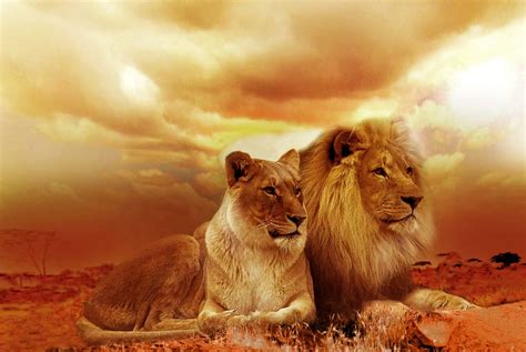 lion, lioness, white, sky, sunset, africa, animals, lions | Piqsels