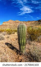 Young Giant Cactus Plant Saguaro Cactus Stock Photo 2170041103 ...