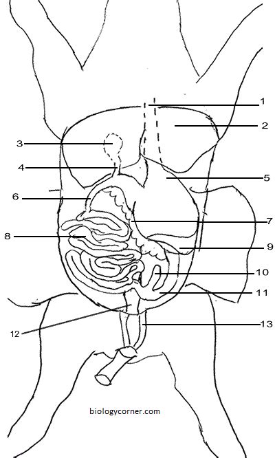 Fetal Pig Dissection - Biology LibreTexts