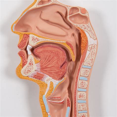 Anatomical Teaching Models - Plastic Human Digestive Models - Digestive System Model
