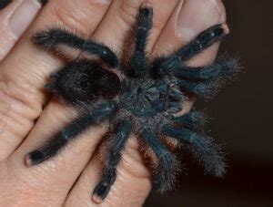 Pink Toe Tarantula: Care, Habitat, Diet, Housing & More!