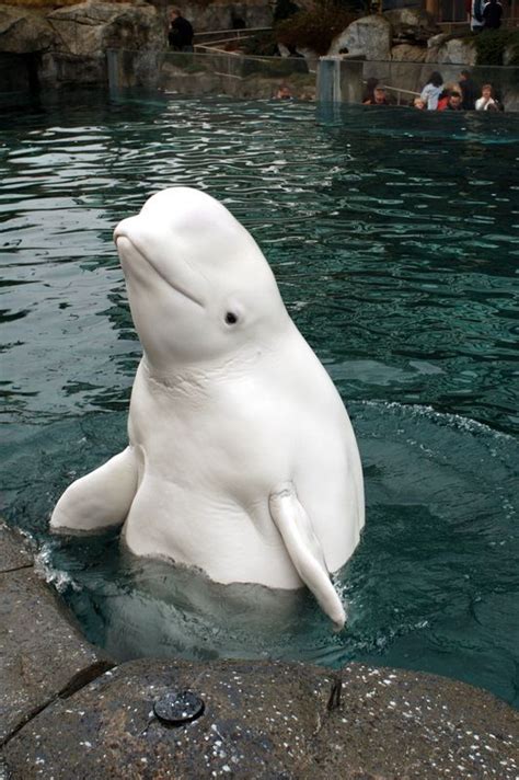 Beluga Whale at Mystic Aquarium in Mystic, Connecticut by Tracy M ...