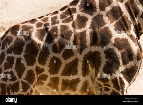 Giraffe skin texture close up shot Stock Photo - Alamy