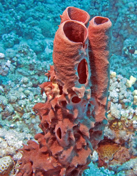 Sponges Are In What Phylum at Eva Black blog